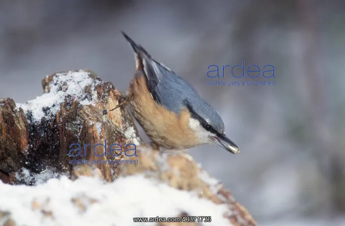 : Nuthatch - seed in beak : Nuthatch - seed in beak