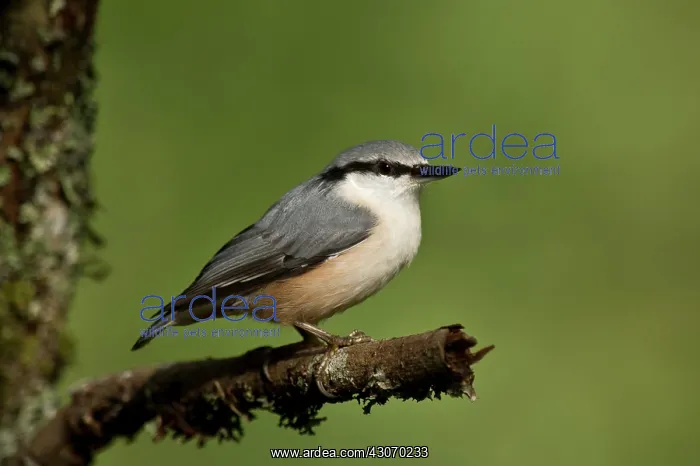 : Nuthatch (Sitta europaea). Tuvesj n, Hornsborg : Nuthatch (Sitta europaea). Tuvesj n, Hornsborg