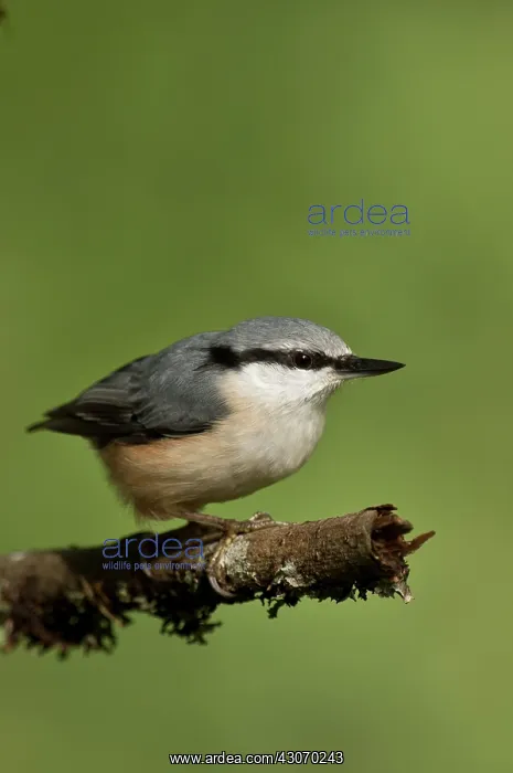 : Nuthatch (Sitta europaea). Tuvesj n, Hornsborg : Nuthatch (Sitta europaea). Tuvesj n, Hornsborg
