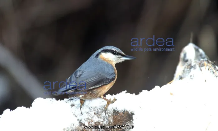 : NUTHATCH - on snow : NUTHATCH - on snow