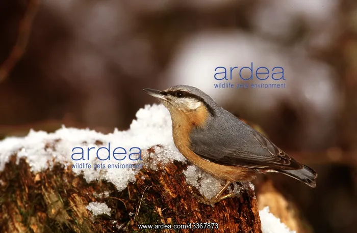 : NUTHATCH - on snowy wood : NUTHATCH - on snowy wood