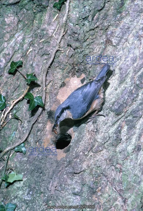 : NUTHATCH - on tree hole with insect : NUTHATCH - on tree hole with insect