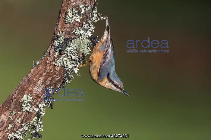 : Nuthatch - on Tree - UK : Nuthatch - on Tree - UK