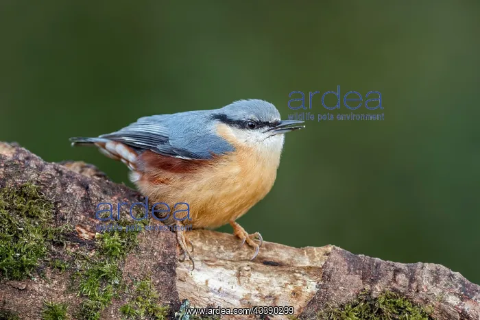 : Nuthatch - UK : Nuthatch - UK