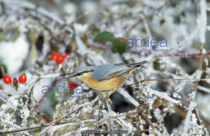 : Nuthatch - in winter : Nuthatch - in winter