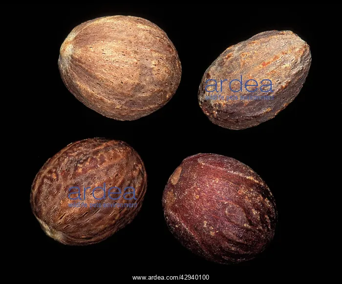  : Nutmeg (Myristica fragrans)