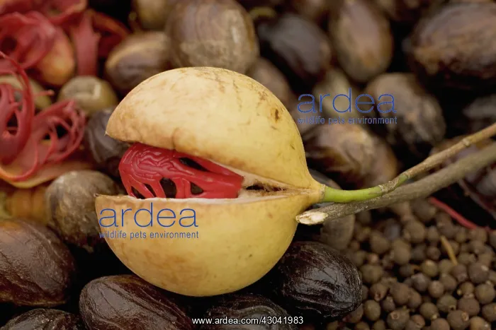 : Nutmeg, Mace, Myristica fragrans : Nutmeg, Mace, Myristica fragrans