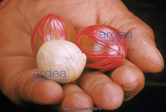 : Nutmeg. The lace-like wax surrounding the seed is used to produce the spice mace : Nutmeg. The lace-like wax surrounding the seed is used to produce the spice mace