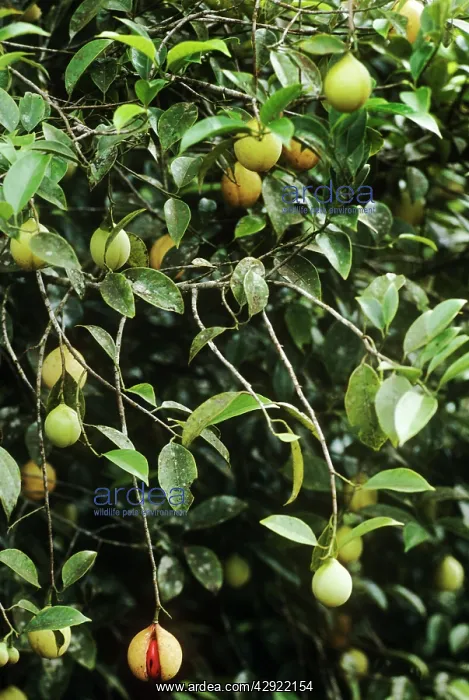: Nutmeg - bush with fruit : Nutmeg - bush with fruit
