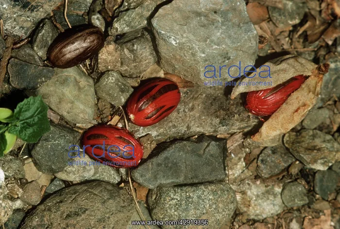 : Nutmeg - fallen to the ground : Nutmeg - fallen to the ground