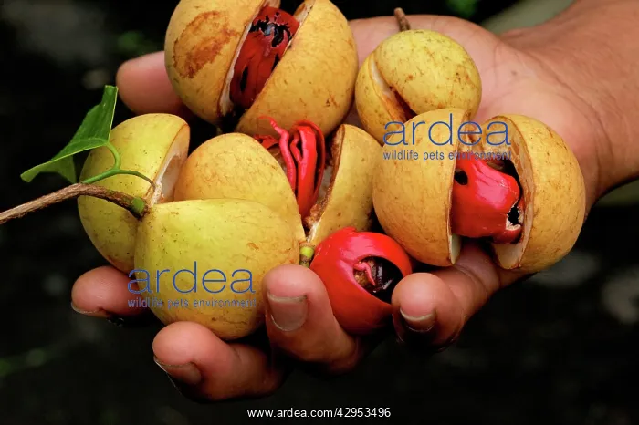 : Nutmeg - fruit Nutmeg and Mace in hand after picking : Nutmeg - fruit Nutmeg and Mace in hand after picking