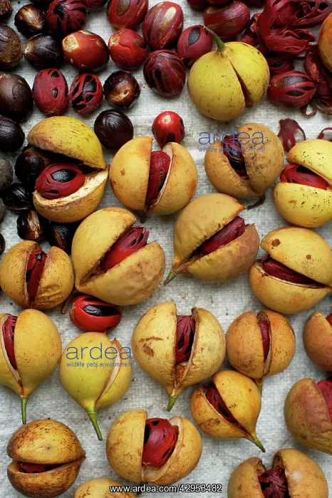 : Nutmeg and Mace : Nutmeg and Mace