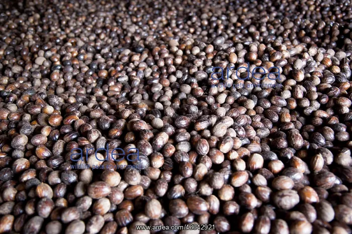 : Nutmeg, Mace : Nutmeg, Mace