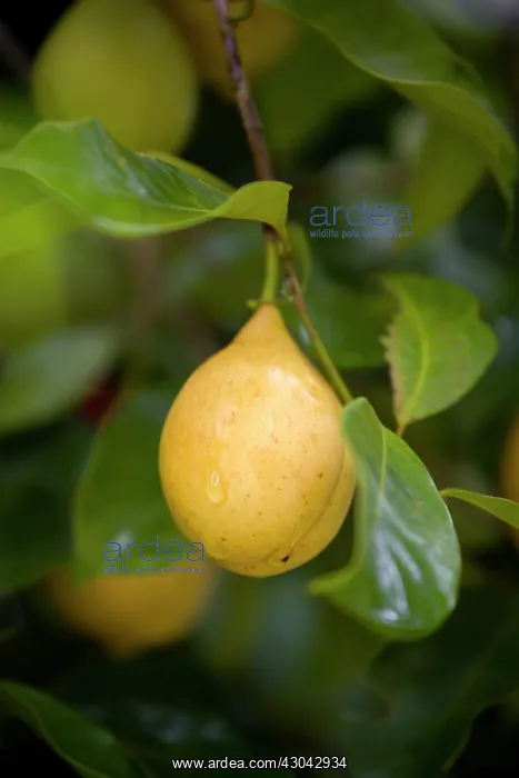 : Nutmeg, Mace : Nutmeg, Mace