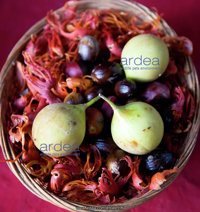 : Nutmeg, Mace : Nutmeg, Mace