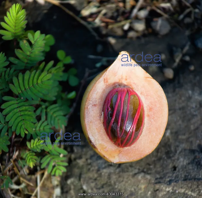 : Nutmeg, Mace : Nutmeg, Mace