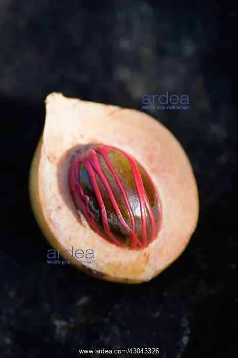 : Nutmeg, Mace : Nutmeg, Mace