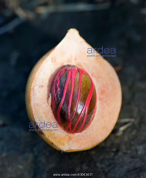 : Nutmeg, Mace : Nutmeg, Mace