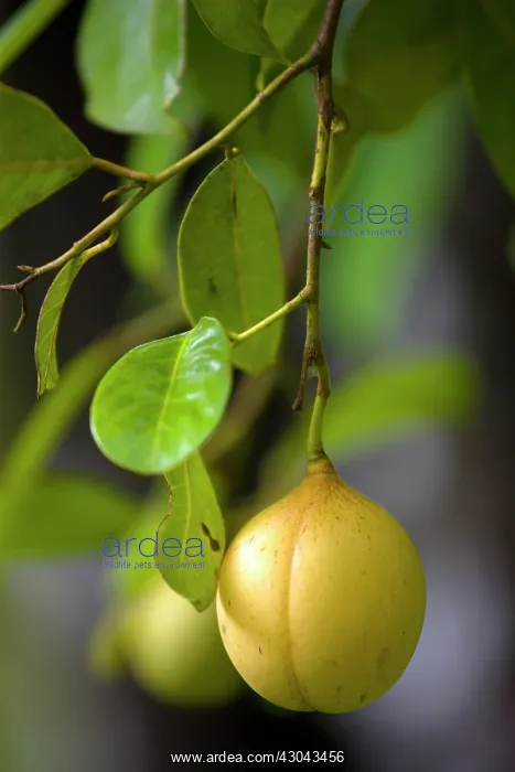 : Nutmeg, Mace : Nutmeg, Mace