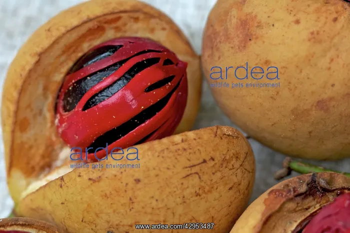 : Nutmeg and Mace - close-up : Nutmeg and Mace - close-up