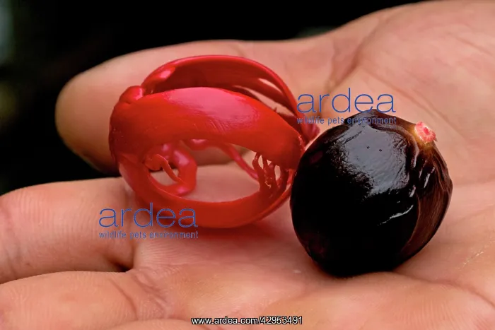 : Nutmeg and mace - close-up in hand : Nutmeg and mace - close-up in hand