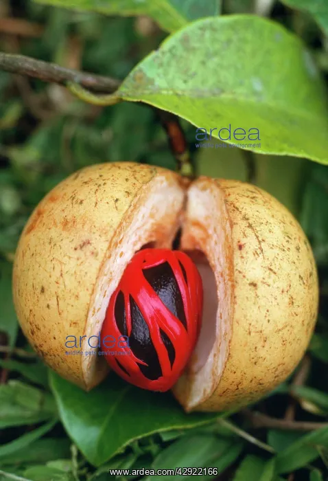 : Nutmeg & Mace - on tree : Nutmeg & Mace - on tree