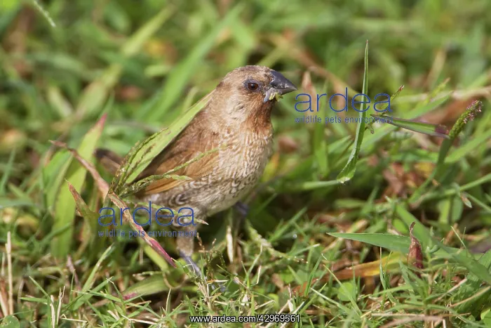 : Nutmeg Mannikin : Nutmeg Mannikin