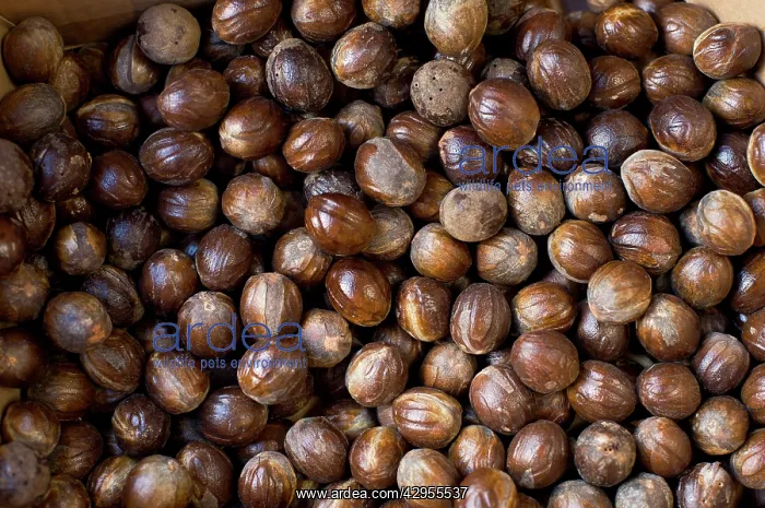 : Nutmeg - Minahasa highlands : Nutmeg - Minahasa highlands