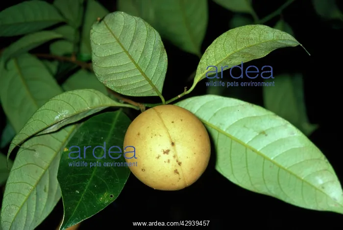 : NUTMEG - ON TREE : NUTMEG - ON TREE