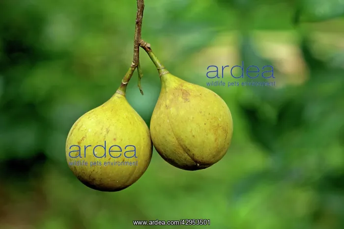 : Nutmeg - on the tree : Nutmeg - on the tree