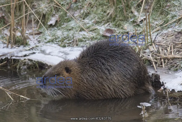 : Nutria - adult Nutria in winter - Lower Saxony, Germany : Nutria - adult Nutria in winter - Lower Saxony, Germany