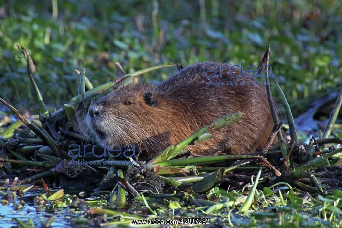  : Nutria  /  Coypu