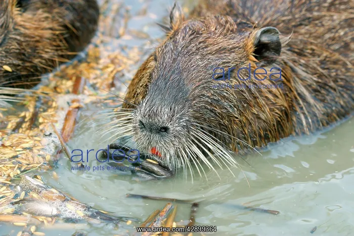 : Nutria / Coypu : Nutria / Coypu