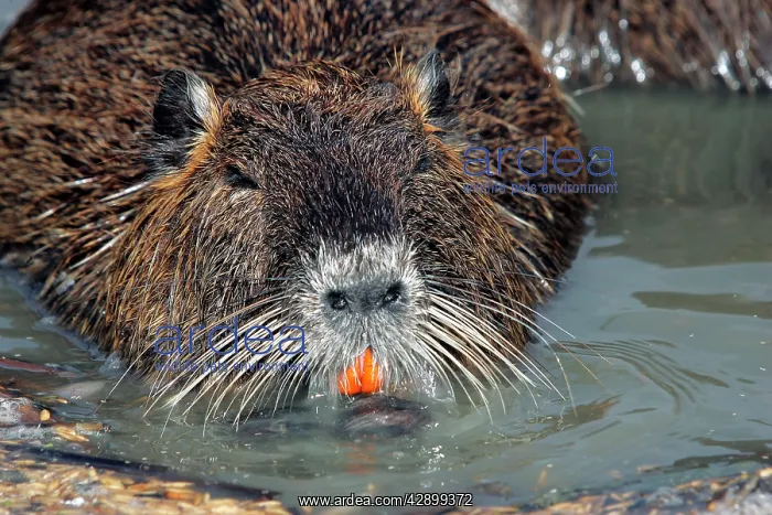  : Nutria  /  Coypu
