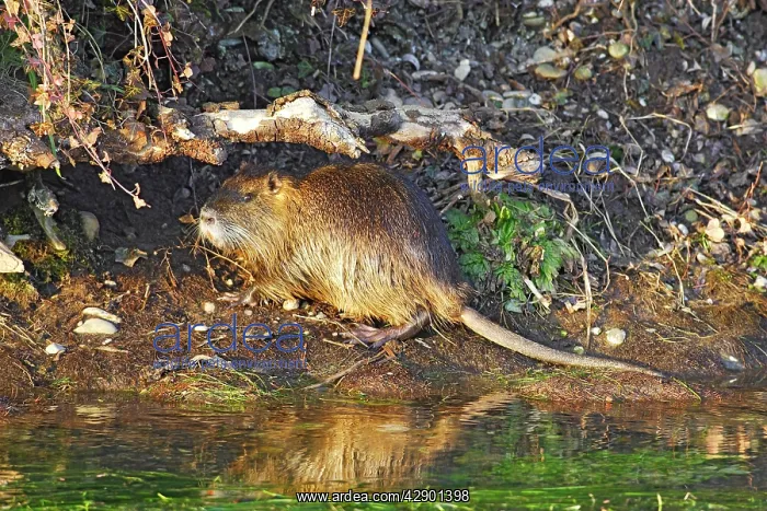 : Nutria / Coypu : Nutria / Coypu