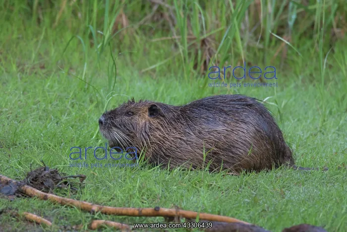 : Nutria, Coypu - adult Nurtria in grass - Germany : Nutria, Coypu - adult Nurtria in grass - Germany