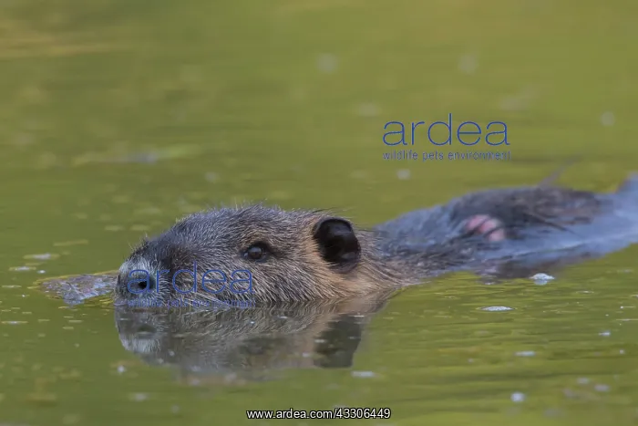 : Nutria, Coypu - adult Nurtria swimming - Germany : Nutria, Coypu - adult Nurtria swimming - Germany