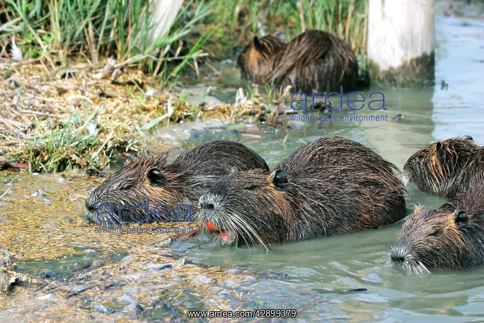 : Nutria / Coypu - group : Nutria / Coypu - group