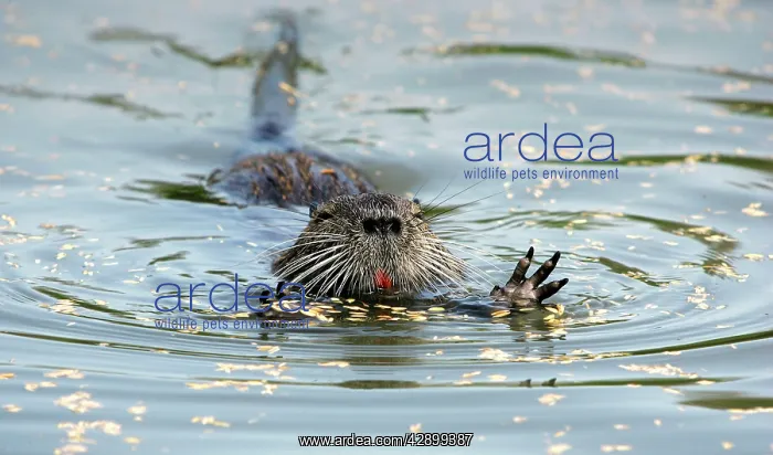 : Nutria / Coypu - group : Nutria / Coypu - group