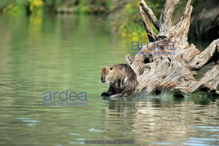 : Nutria / Coypu - sitting by water : Nutria / Coypu - sitting by water