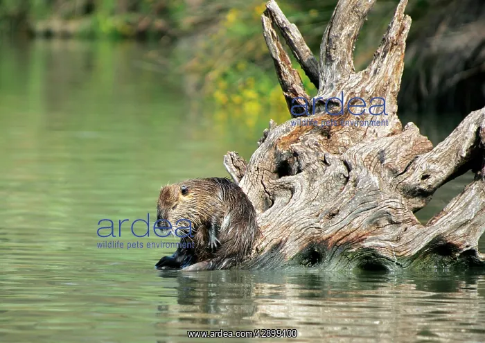 : Nutria / Coypu - sitting by water : Nutria / Coypu - sitting by water