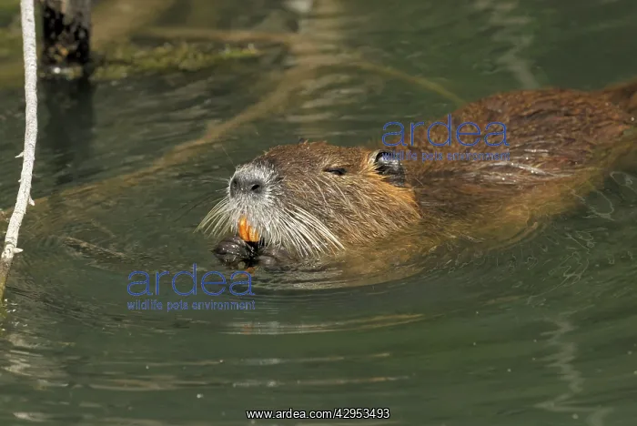 : Nutria / Coypu - In water : Nutria / Coypu - In water