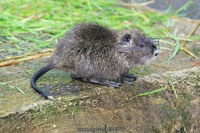 : Nutria / Coypu - young animal : Nutria / Coypu - young animal