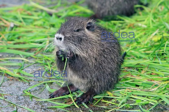  : Nutria  /  Coypu - young animal feeding on grass