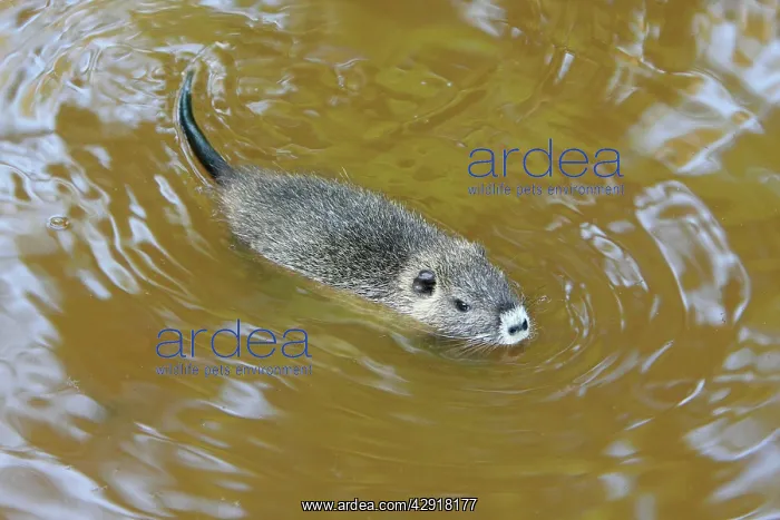 : Nutria / Coypu - young animal swimming : Nutria / Coypu - young animal swimming