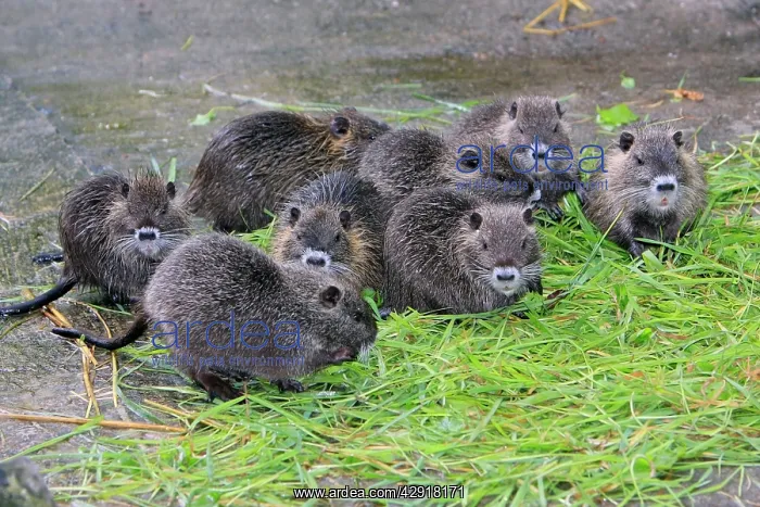 : Nutria / Coypu - young animals feeding on grass : Nutria / Coypu - young animals feeding on grass