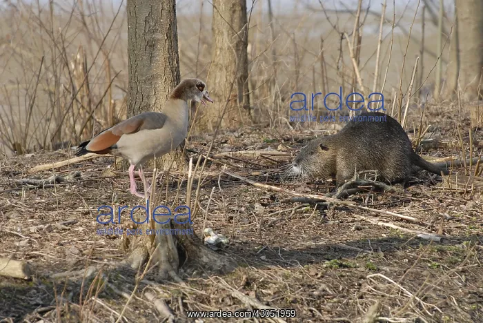 : Nutria and Egyptian Goose on pond bank Ile-de-France : Nutria and Egyptian Goose on pond bank Ile-de-France