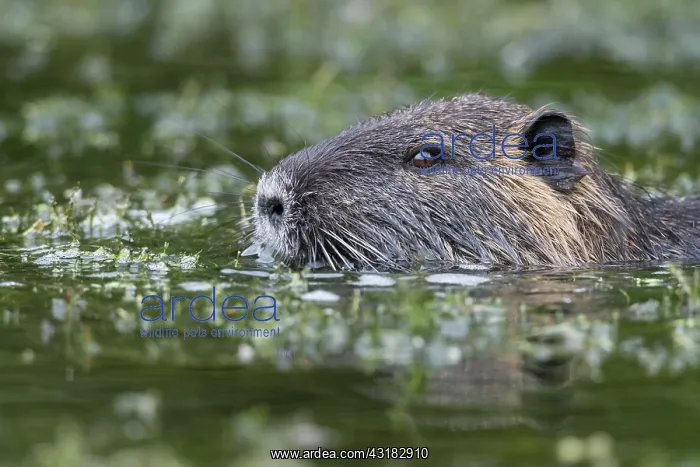 : Nutria ( Myocastor coypus) in a body of water, portrait : Nutria ( Myocastor coypus) in a body of water, portrait