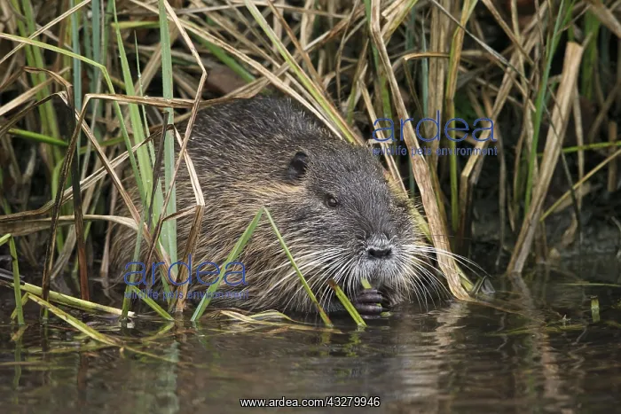 : Nutria (Myocastor coypus), eating in the water : Nutria (Myocastor coypus), eating in the water