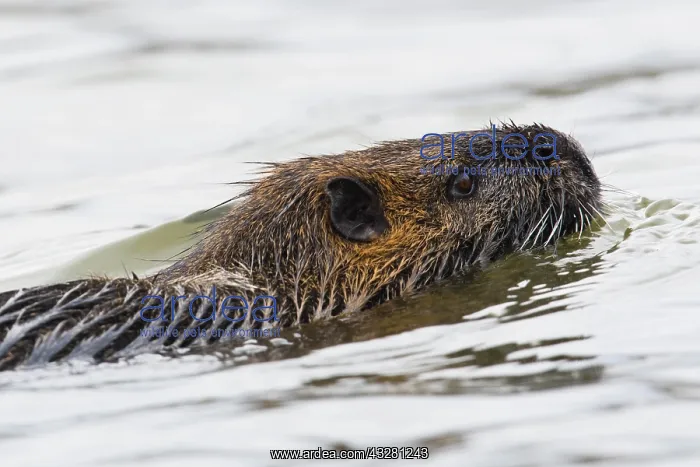 : Nutria (Myocastor coypus), floating, Emsland, Lower : Nutria (Myocastor coypus), floating, Emsland, Lower